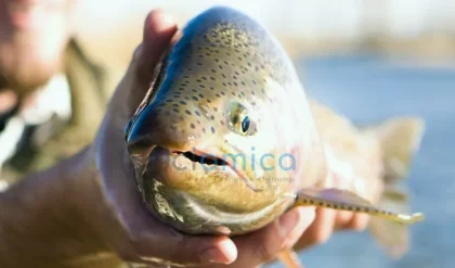 New Study Reveals Fish Experience Up to 22 Minutes of Severe Pain After Being Removed From Water 5