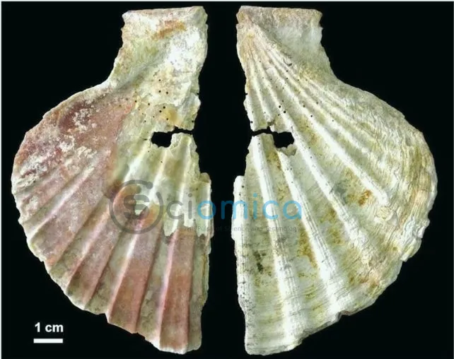 Broken flat scallop shell