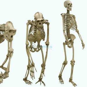 How Fossils Show Mammals Began Walking Upright Later in Evolution 14