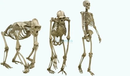 How Fossils Show Mammals Began Walking Upright Later in Evolution 4