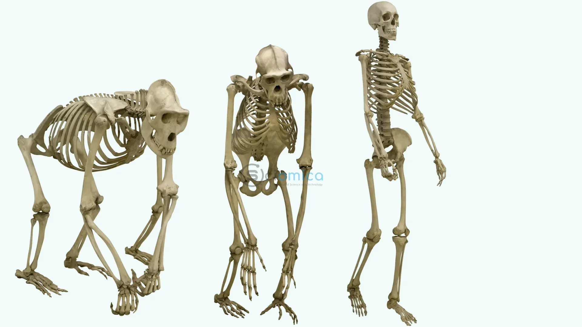 How Fossils Show Mammals Began Walking Upright Later in Evolution 1