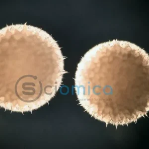 Scientists Discover Anti-Aging Drug Linked to Extended Lifespan in Animals 29