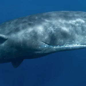 Impact of Deep-Sea Mining on Sperm Whale Communication 34