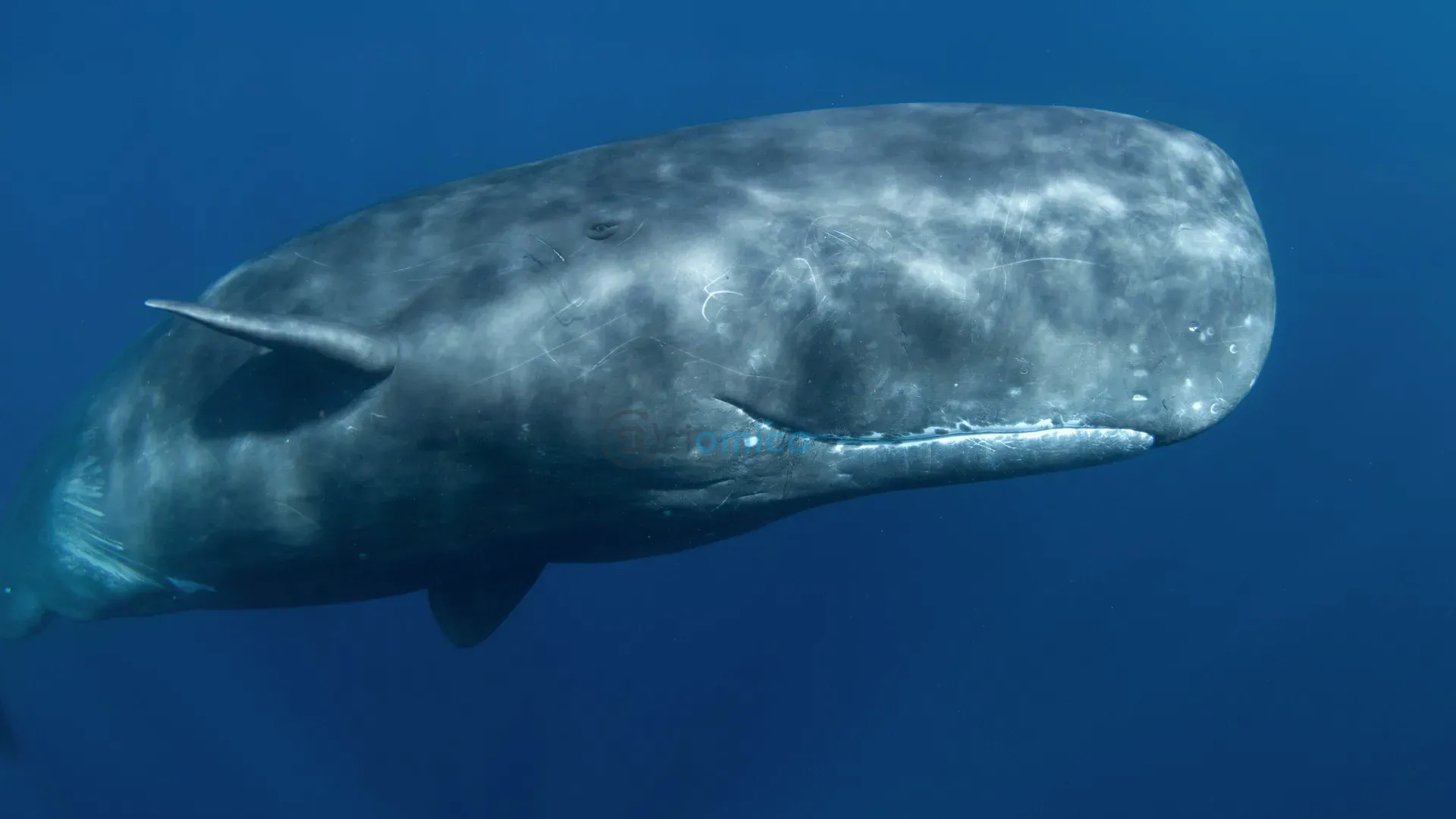 Impact of Deep-Sea Mining on Sperm Whale Communication 1