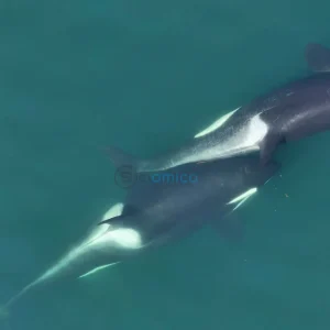 Killer Whales Exhibit Unique Seaweed Tool Use for Grooming Behavior 32