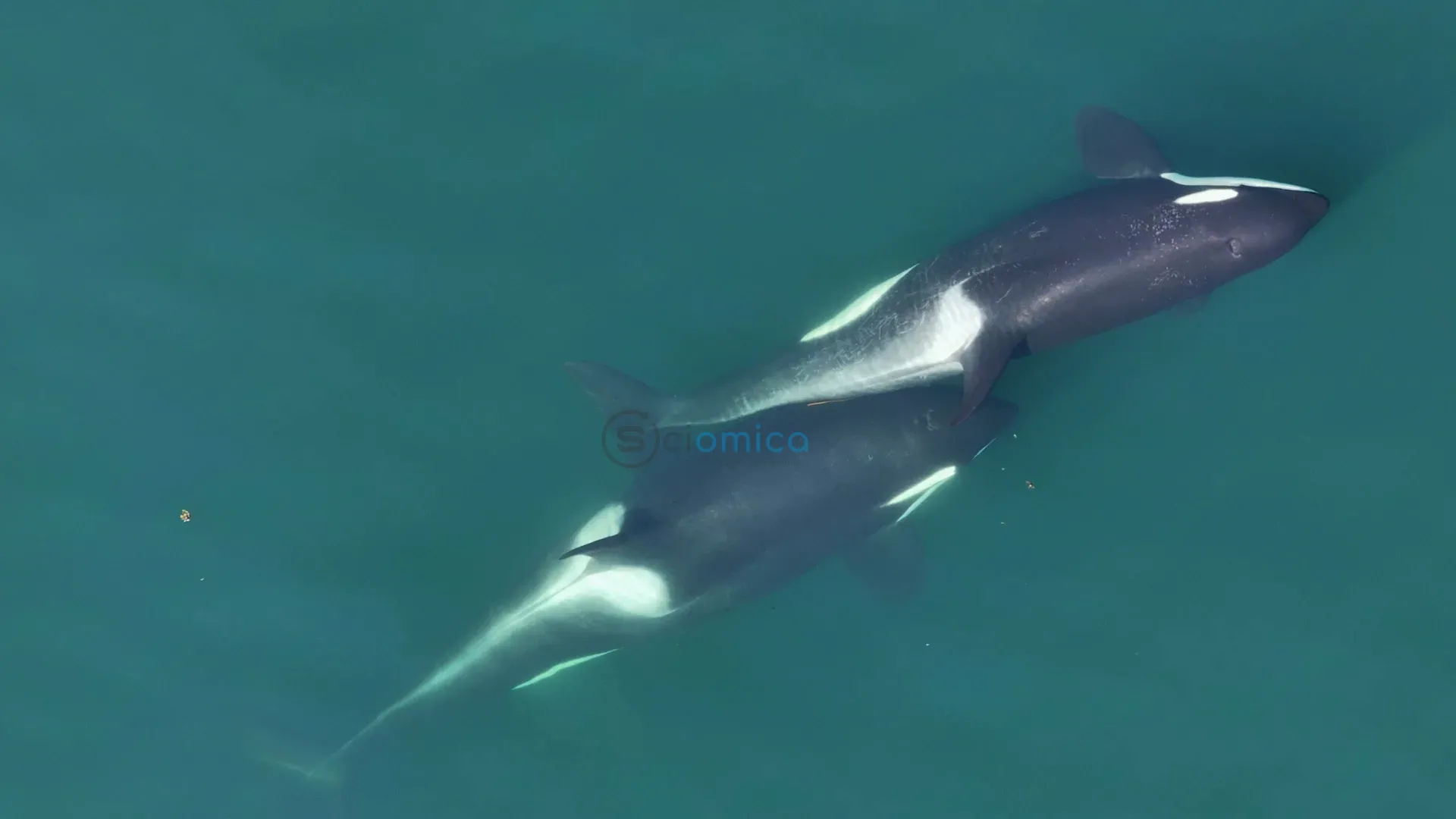 Killer Whales Exhibit Unique Seaweed Tool Use for Grooming Behavior 1