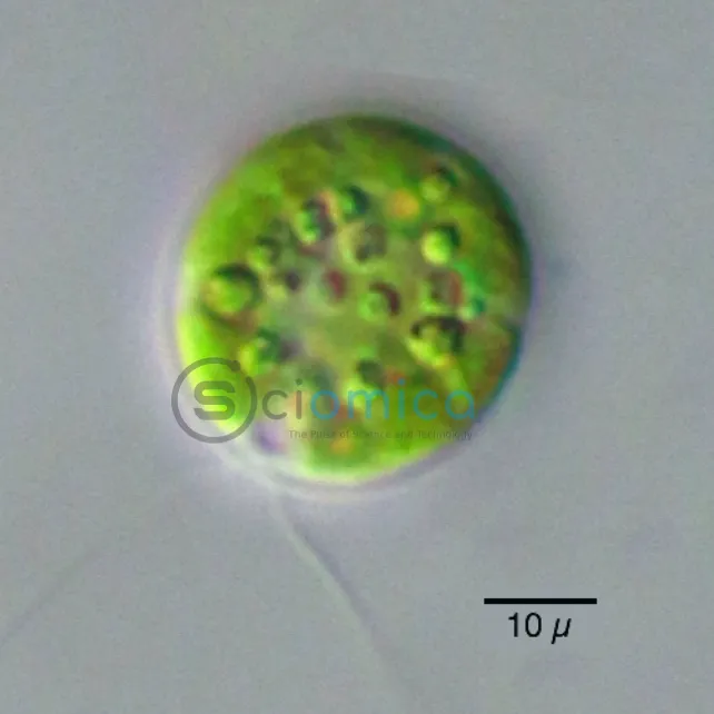 A small green circle with bumps and two tiny string-like threads at the bottom