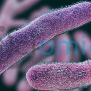 7 Common Bacteria That Cause Food Poisoning 24