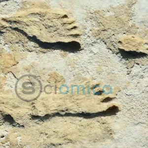 New Mexico Footprints Challenge Traditional Timeline of Human History in America 15