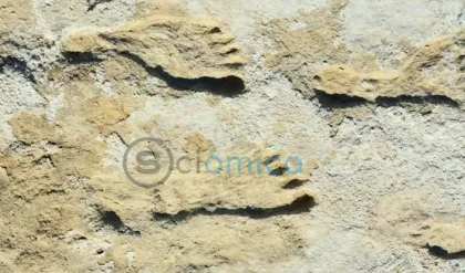 New Mexico Footprints Challenge Traditional Timeline of Human History in America 9